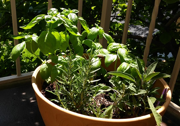 der Kräutergarten