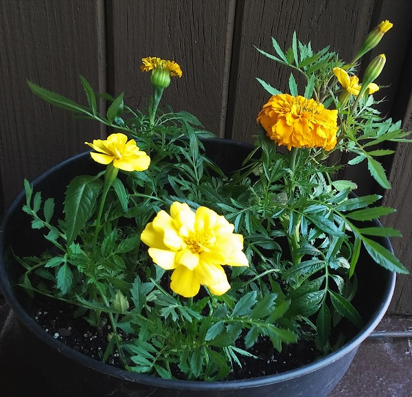 die Ringelblume