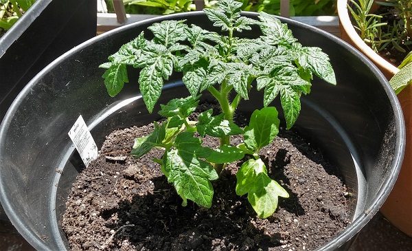 die Tomatenpflanze