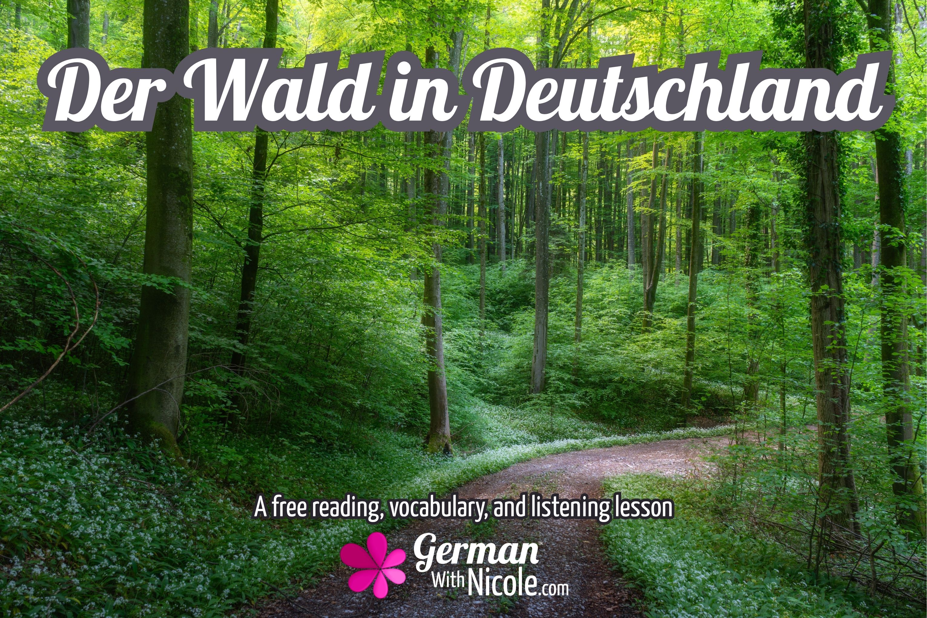 Photo of a Bavarian Forest, a free German lesson on forests in Germany