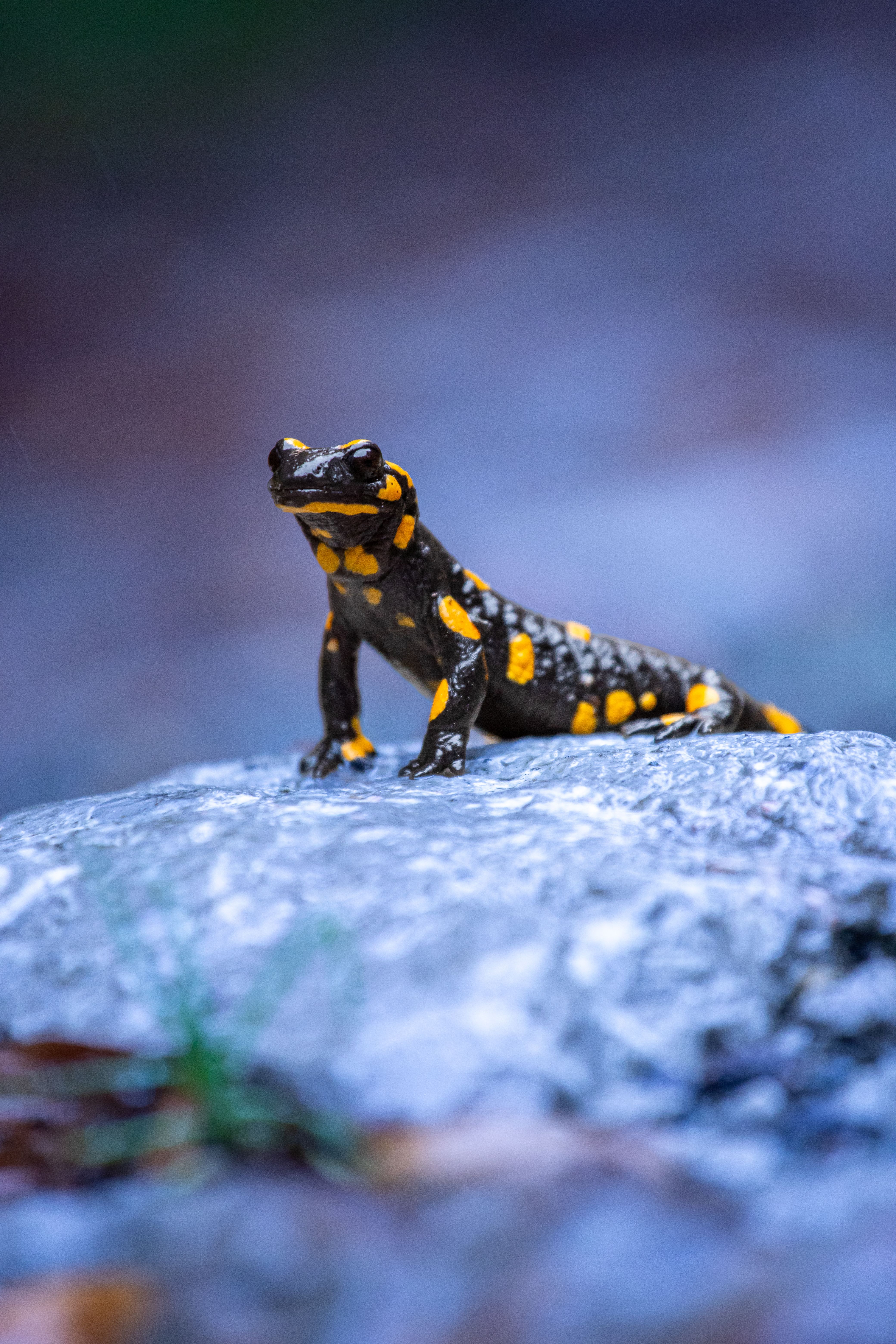ein Feuersalamander (Foto: Amel Uzunovic)