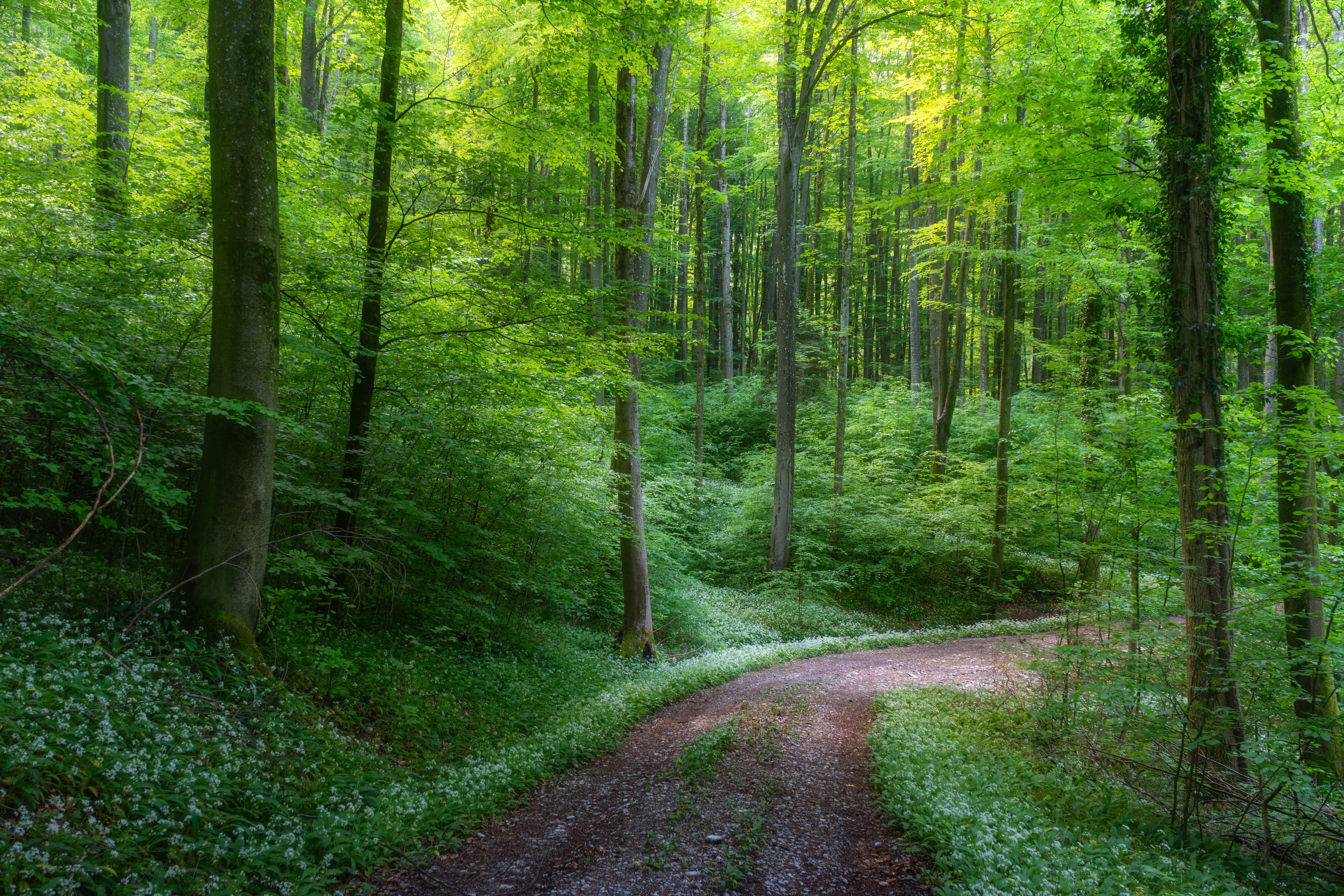 ein Wald in Bayern von Michael Schlierf